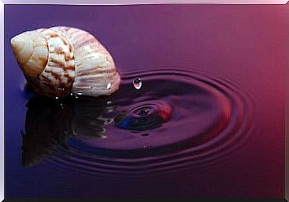 Seashell in water