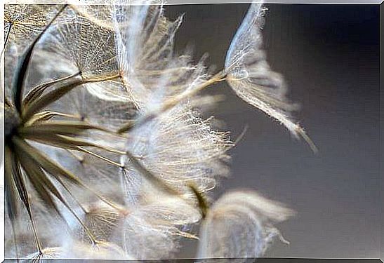 Dandelion in close-up