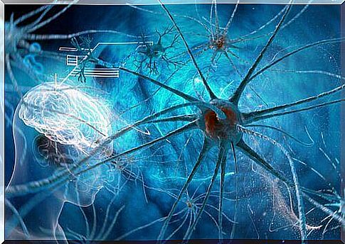 Nerve pathways in the brain