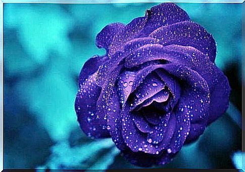 Blue rose with dew