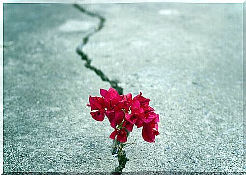 Flower growing from the ground.
